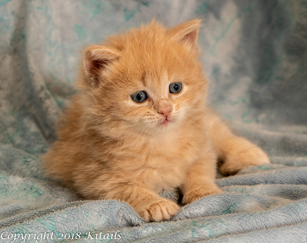 Who is caramel kitten